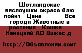 Шотландские вислоушки окраса блю пойнт › Цена ­ 4 000 - Все города Животные и растения » Кошки   . Ненецкий АО,Вижас д.